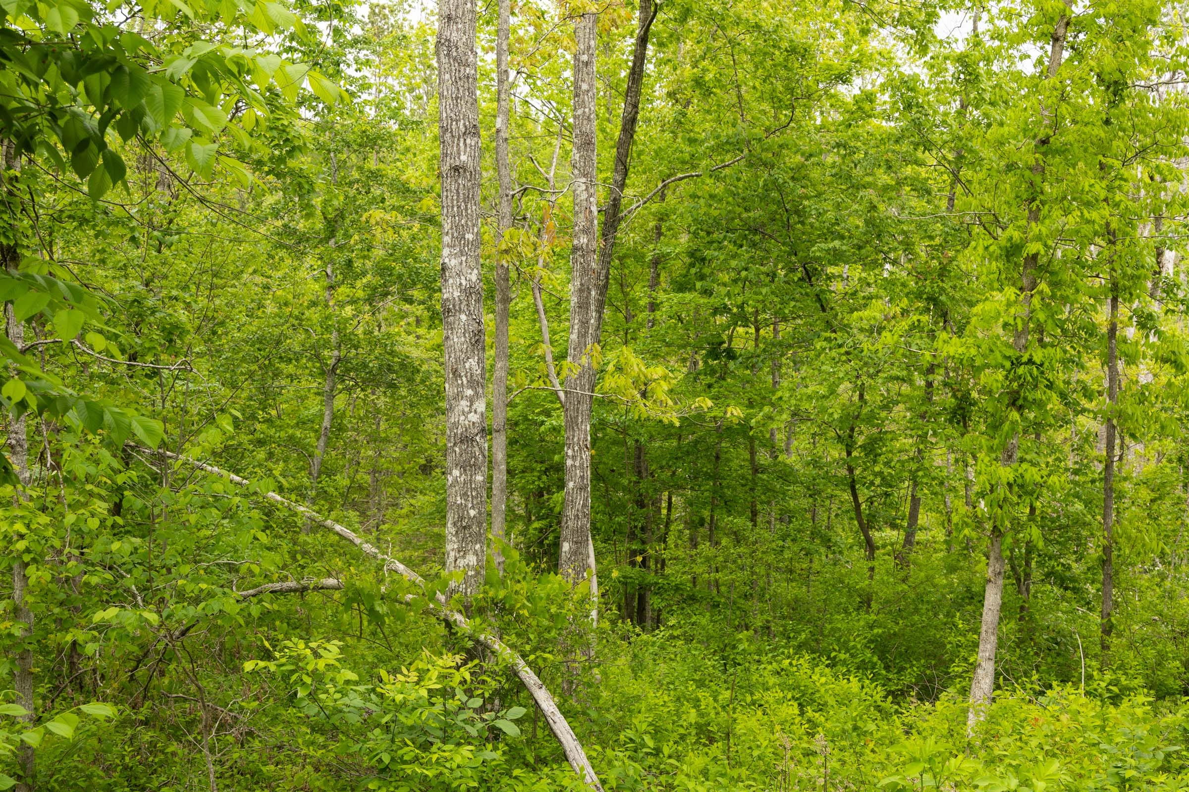 Stardust Estates Tract 31 photo 4
