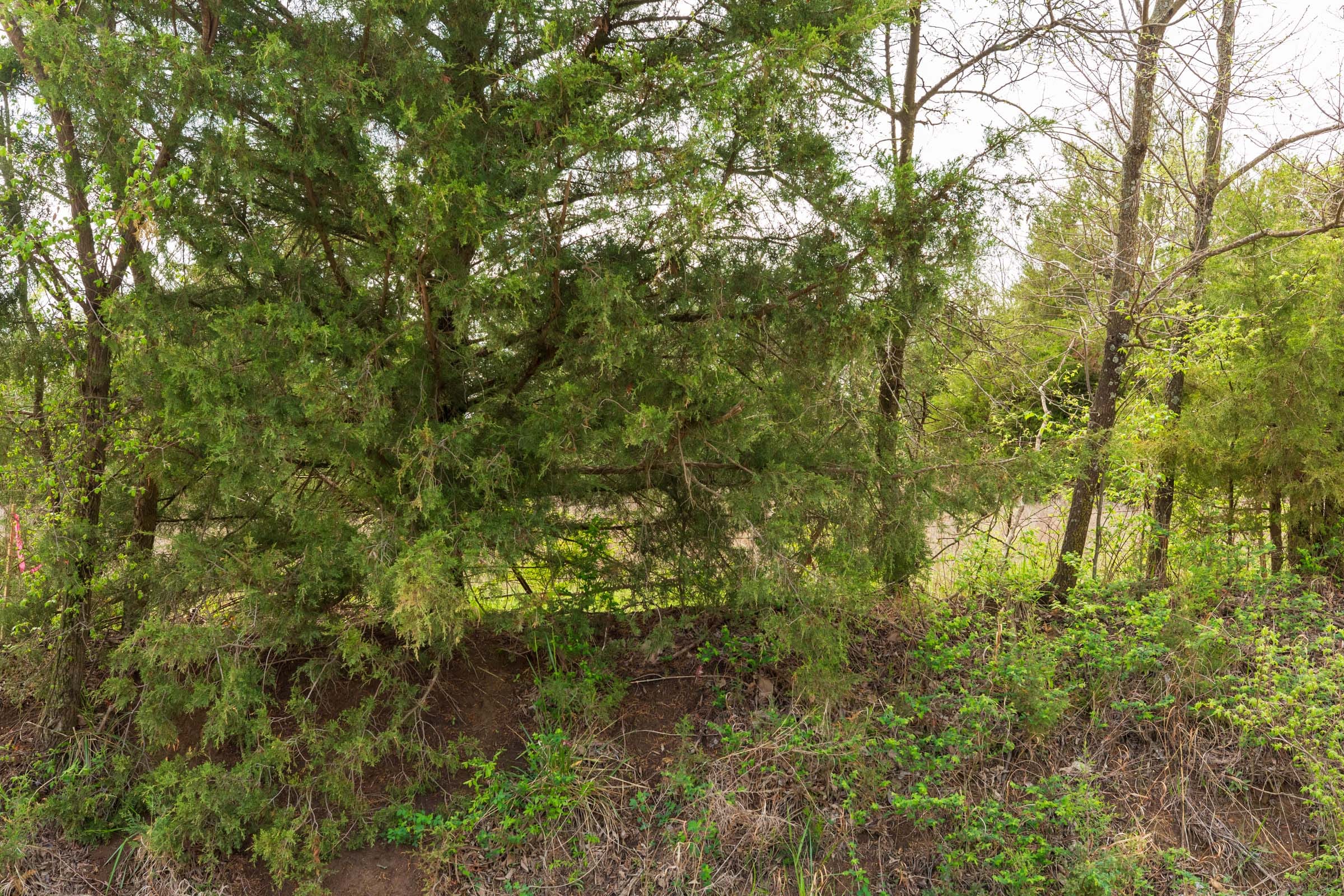 Moonrise Meadows Tract 22 photo 3