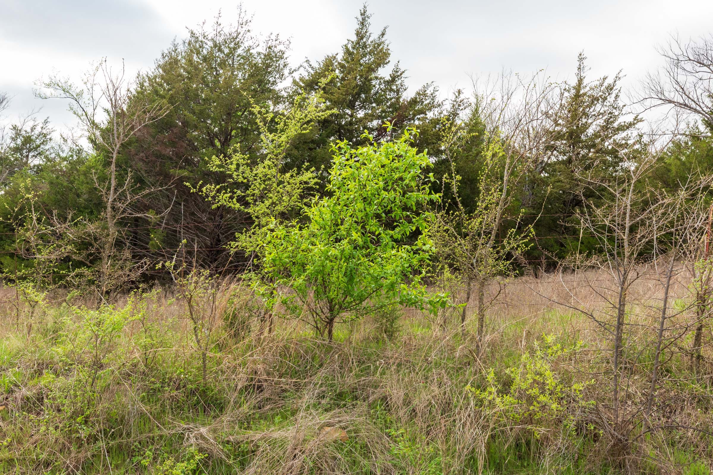Moonrise Meadows Tract 22 photo 7