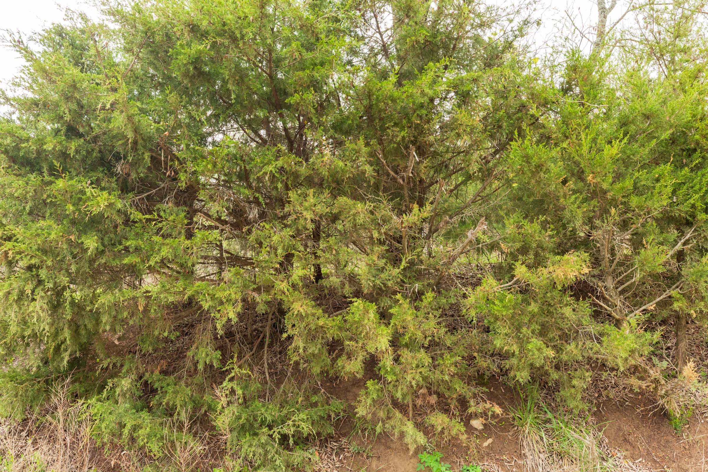 Moonrise Meadows Tract 22 photo 9