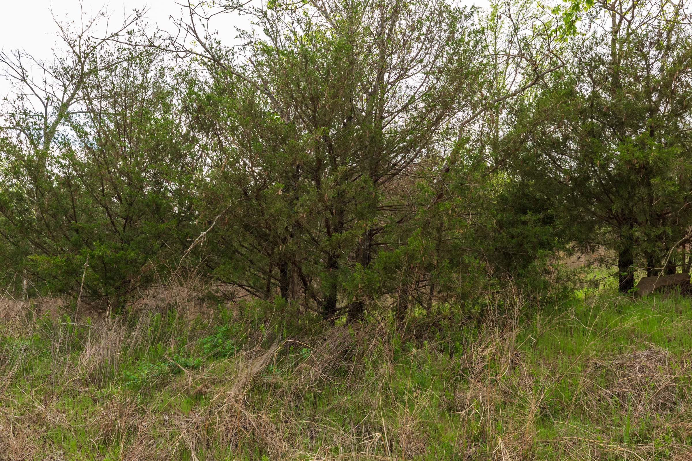 Moonrise Meadows Tract 22 photo 12