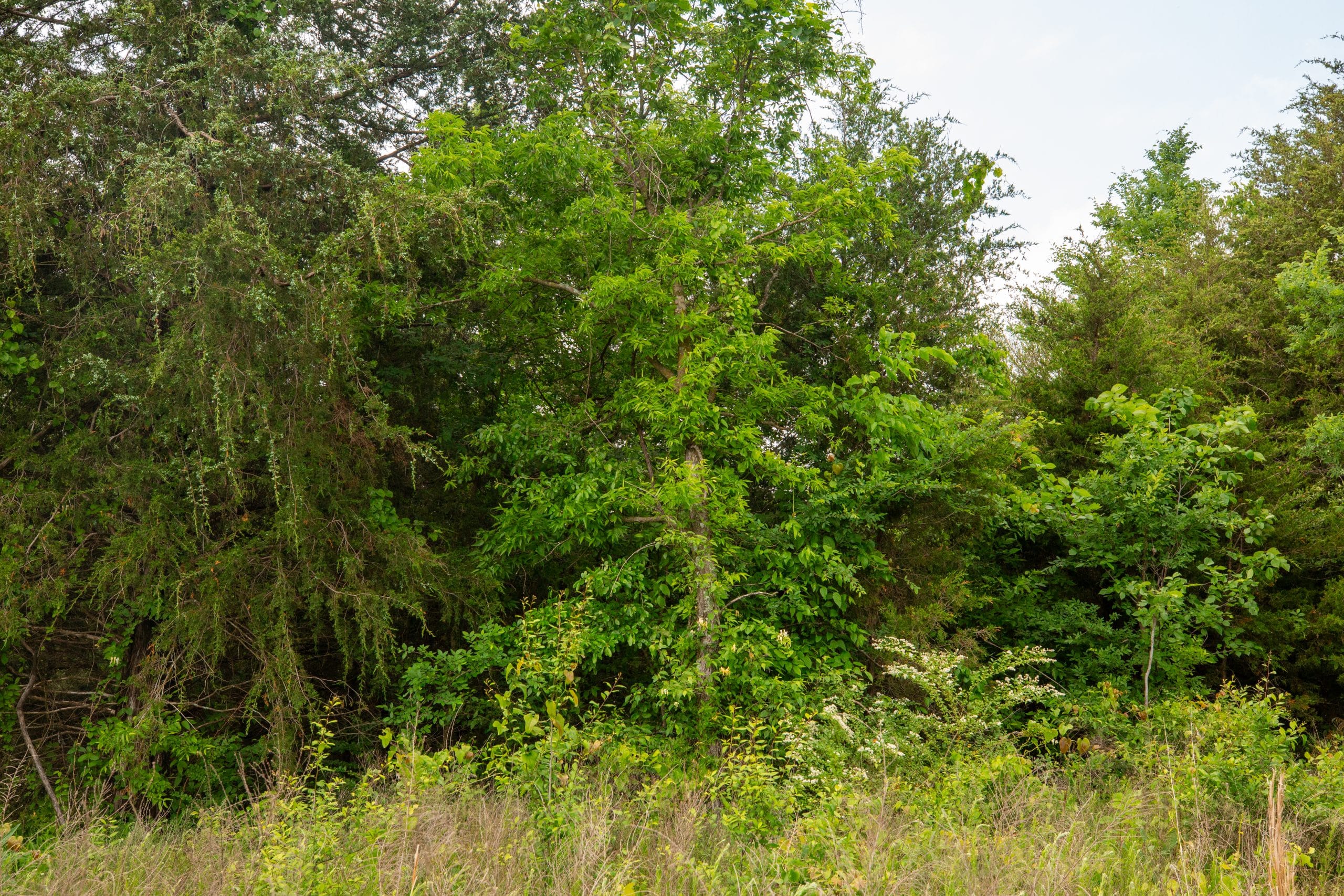 Moonrise Meadows Tract 22 photo 2