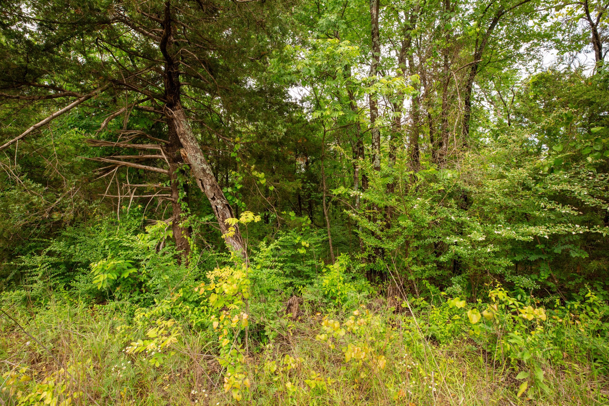 Moonrise Meadows Tract 22 photo 8