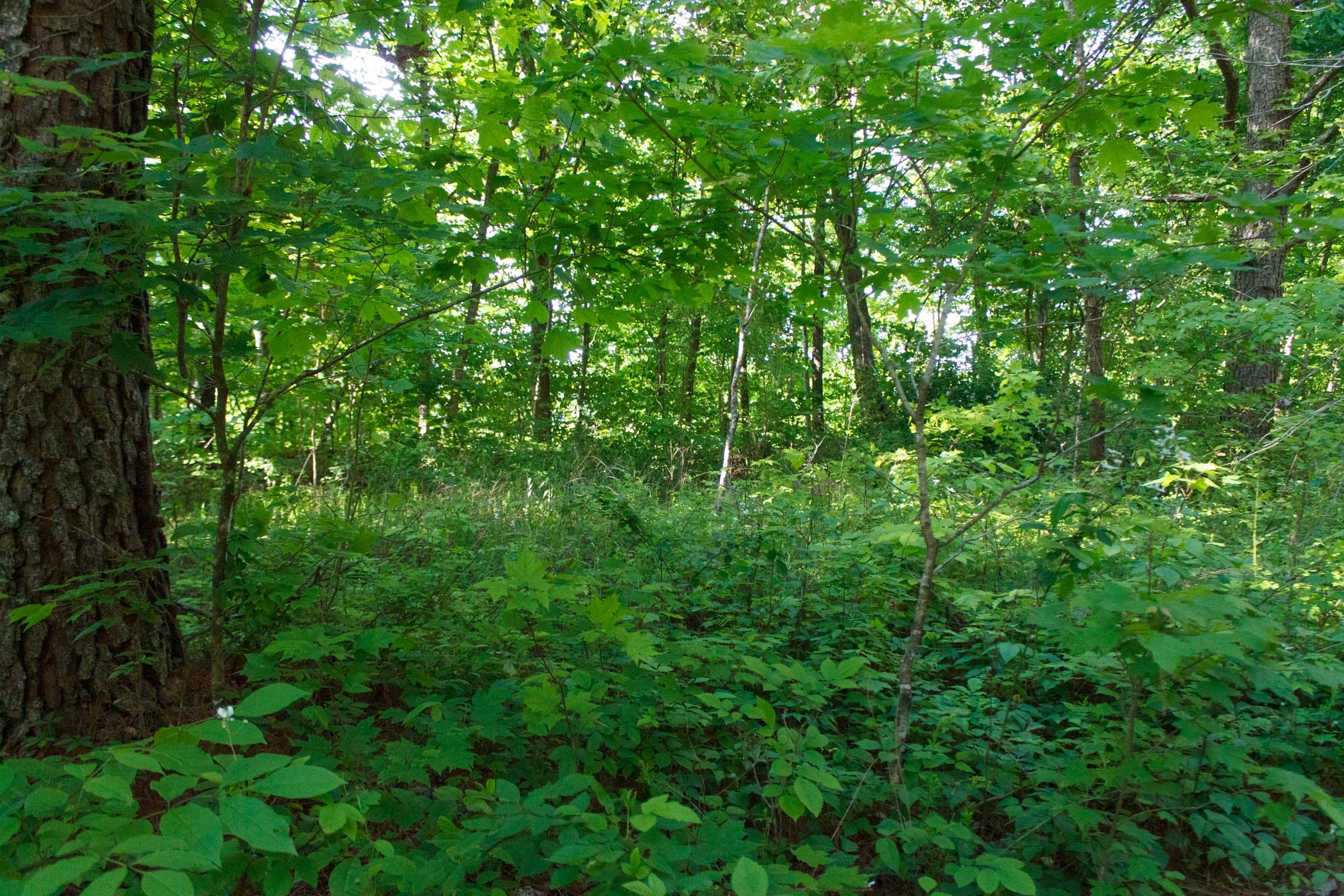 Riverbend Tract 20 photo 3