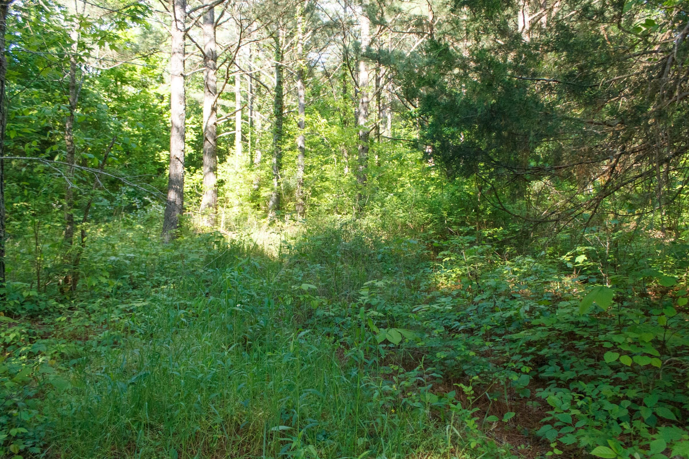 Riverbend Tract 20 photo 4