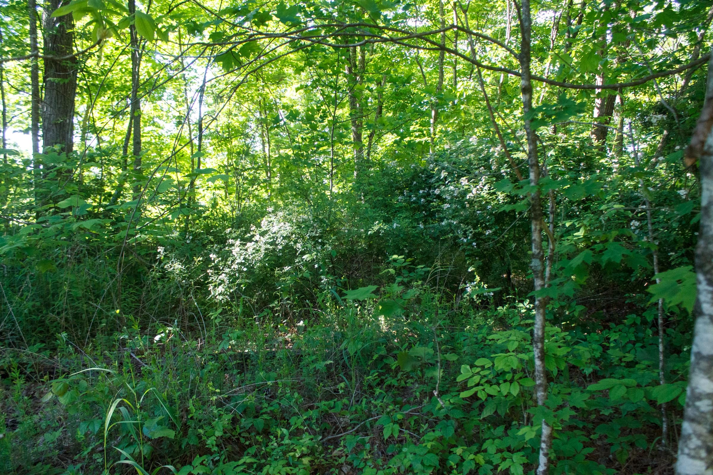 Riverbend Tract 20 photo 5