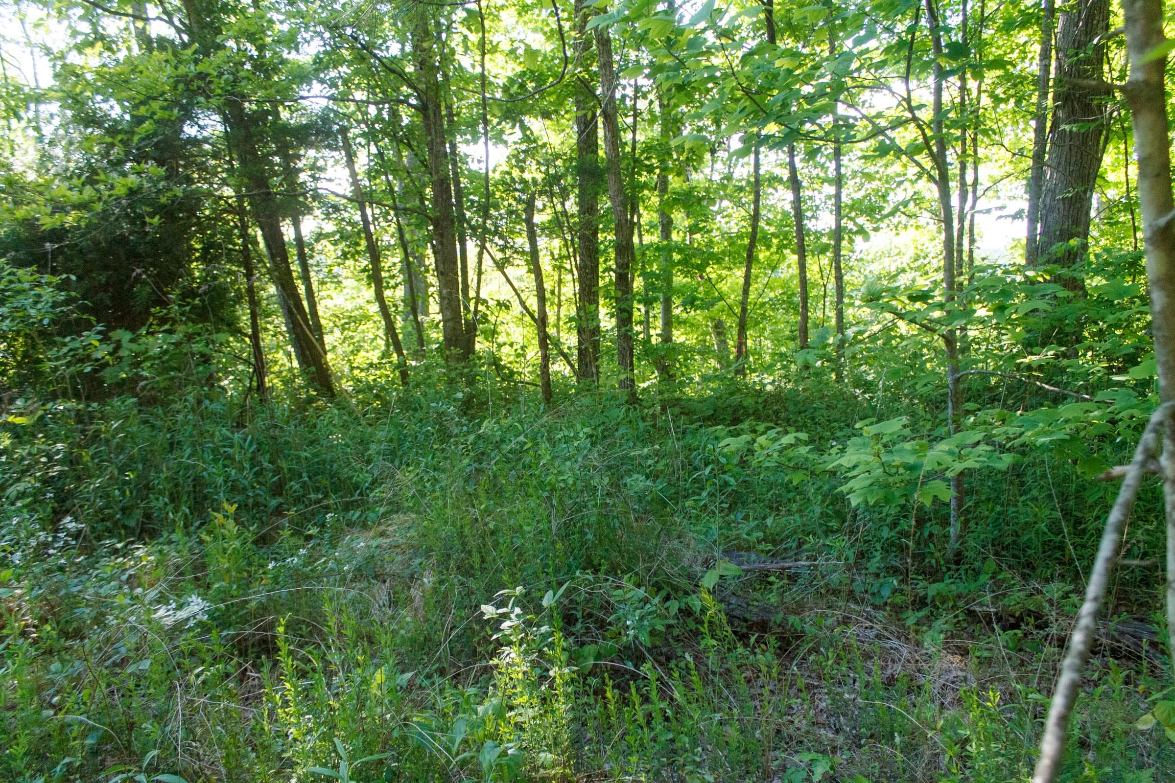 Riverbend Tract 20 photo 6