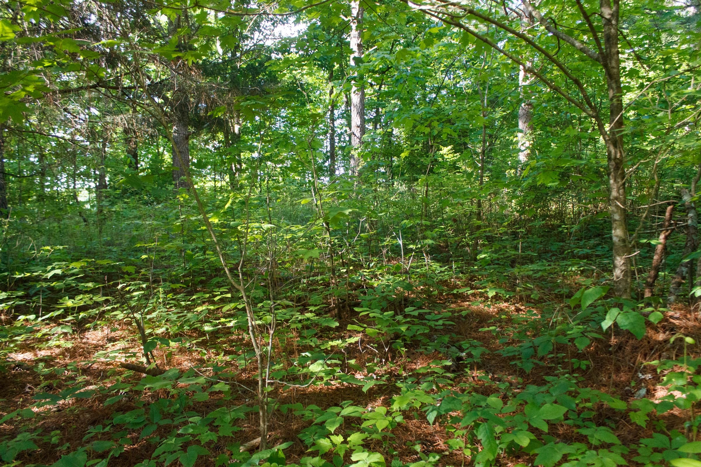 Riverbend Tract 20 photo 8