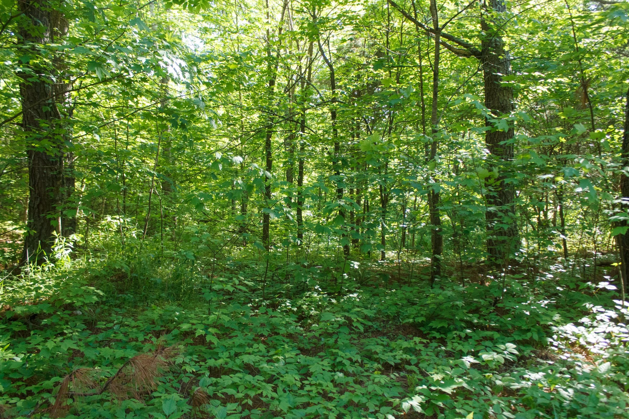 Riverbend Tract 20 photo 10