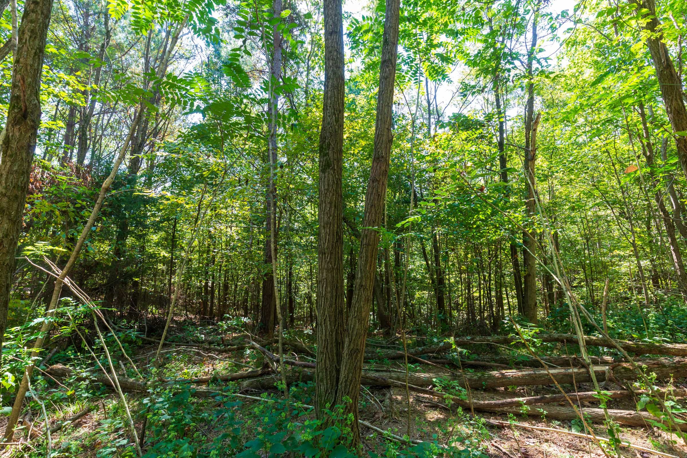 Redemption Ridge Tract 12 photo 2