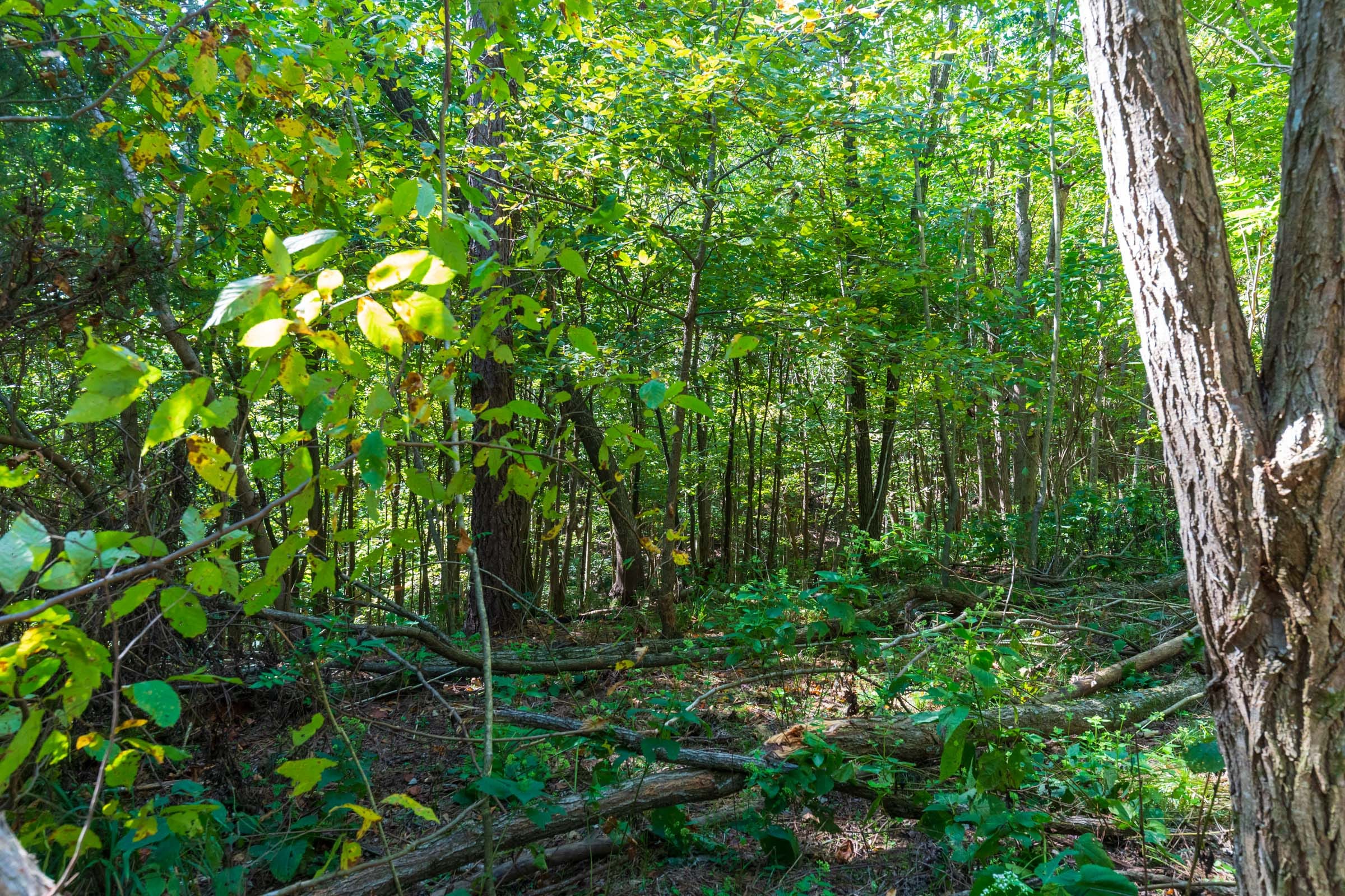 Redemption Ridge Tract 12 photo 3