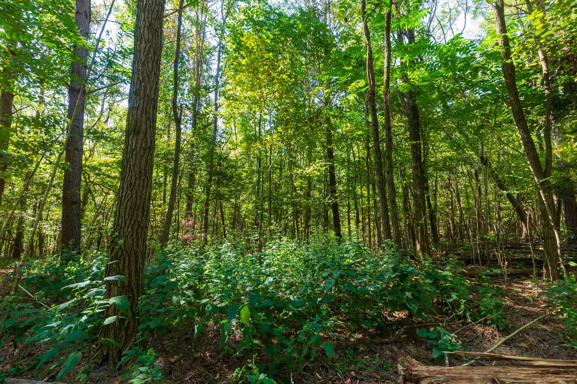 Redemption Ridge Tract 12 photo 4