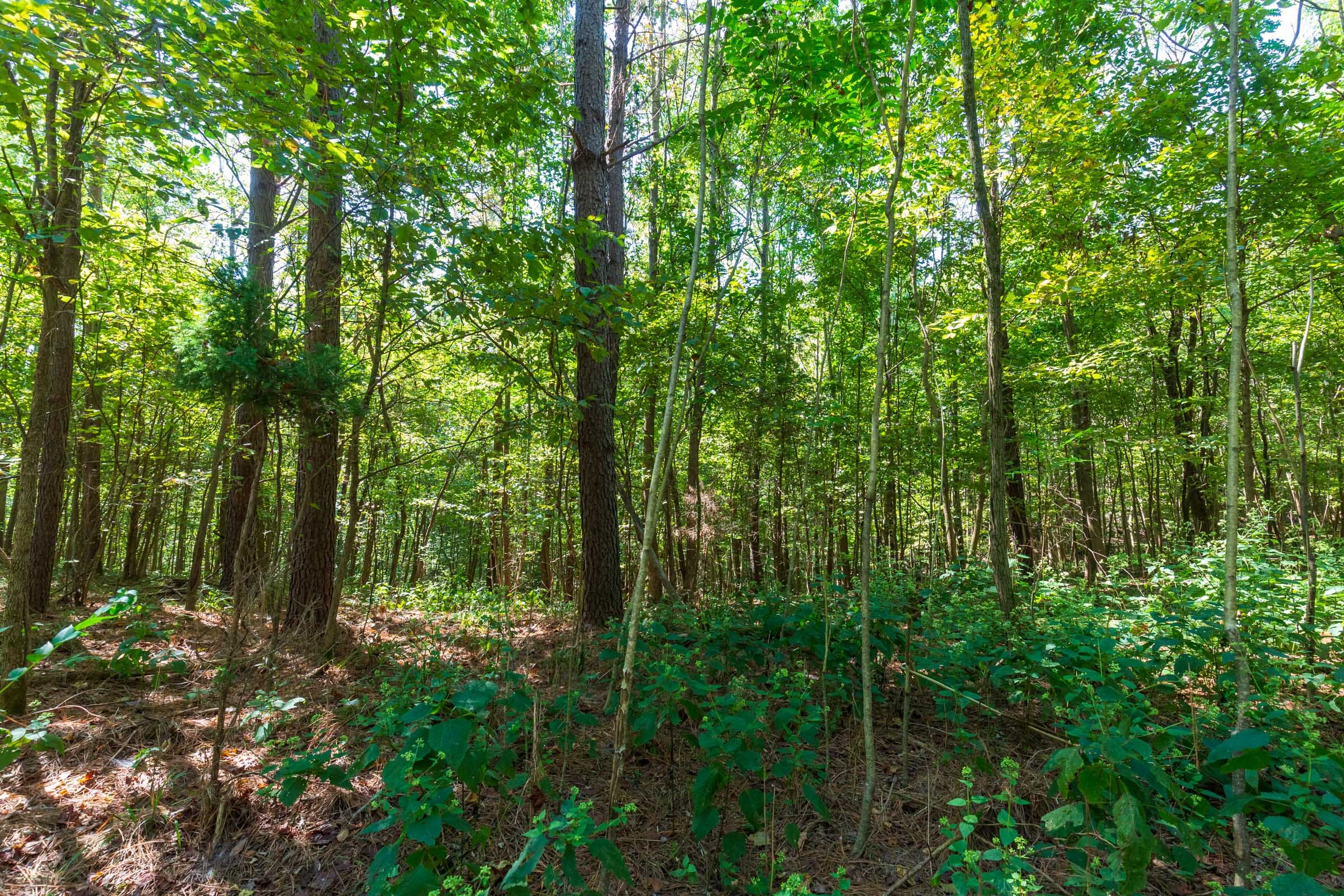 Redemption Ridge Tract 12 photo 7