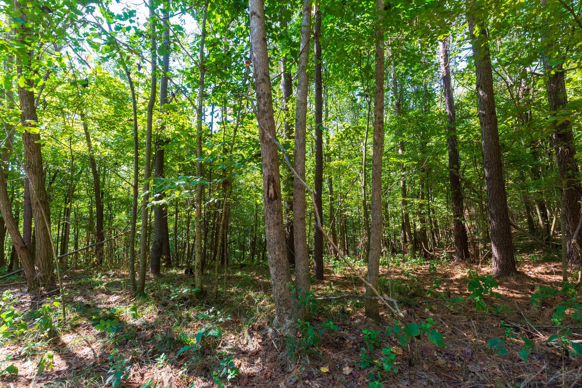 Redemption Ridge Tract 12 photo 6
