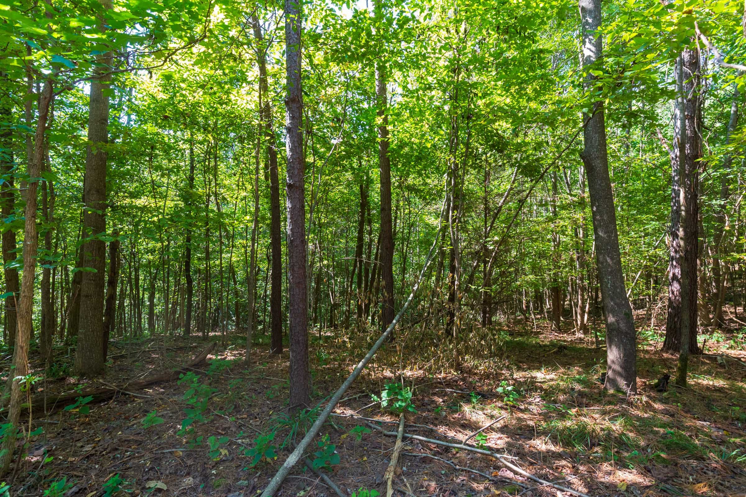 Redemption Ridge Tract 12 photo 8
