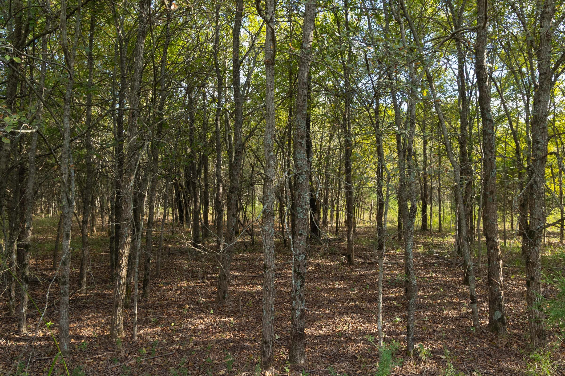 Reserves At Cattail Cove Phase II Tract 75 photo 13