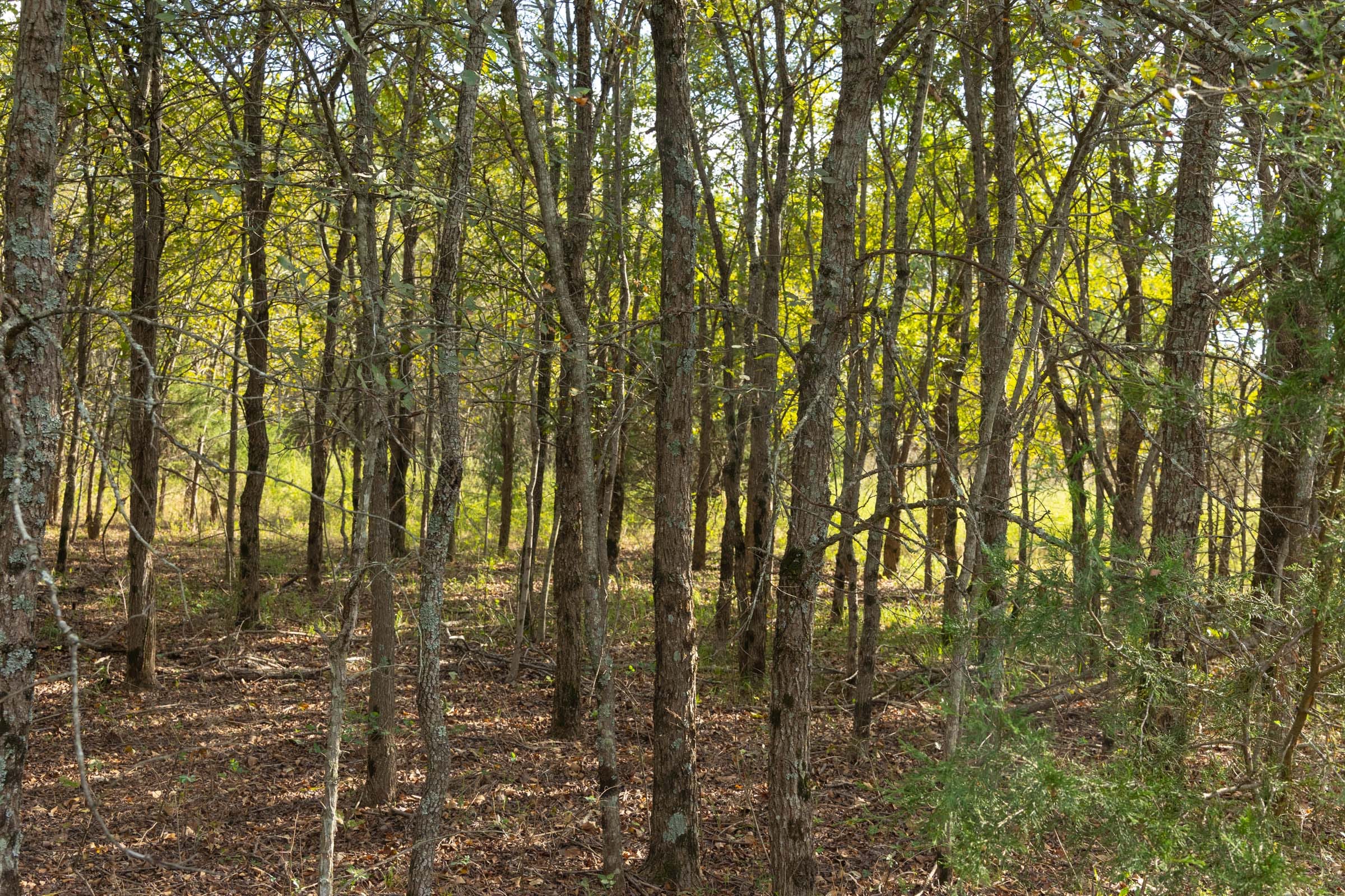 Reserves At Cattail Cove Phase II Tract 75 photo 11