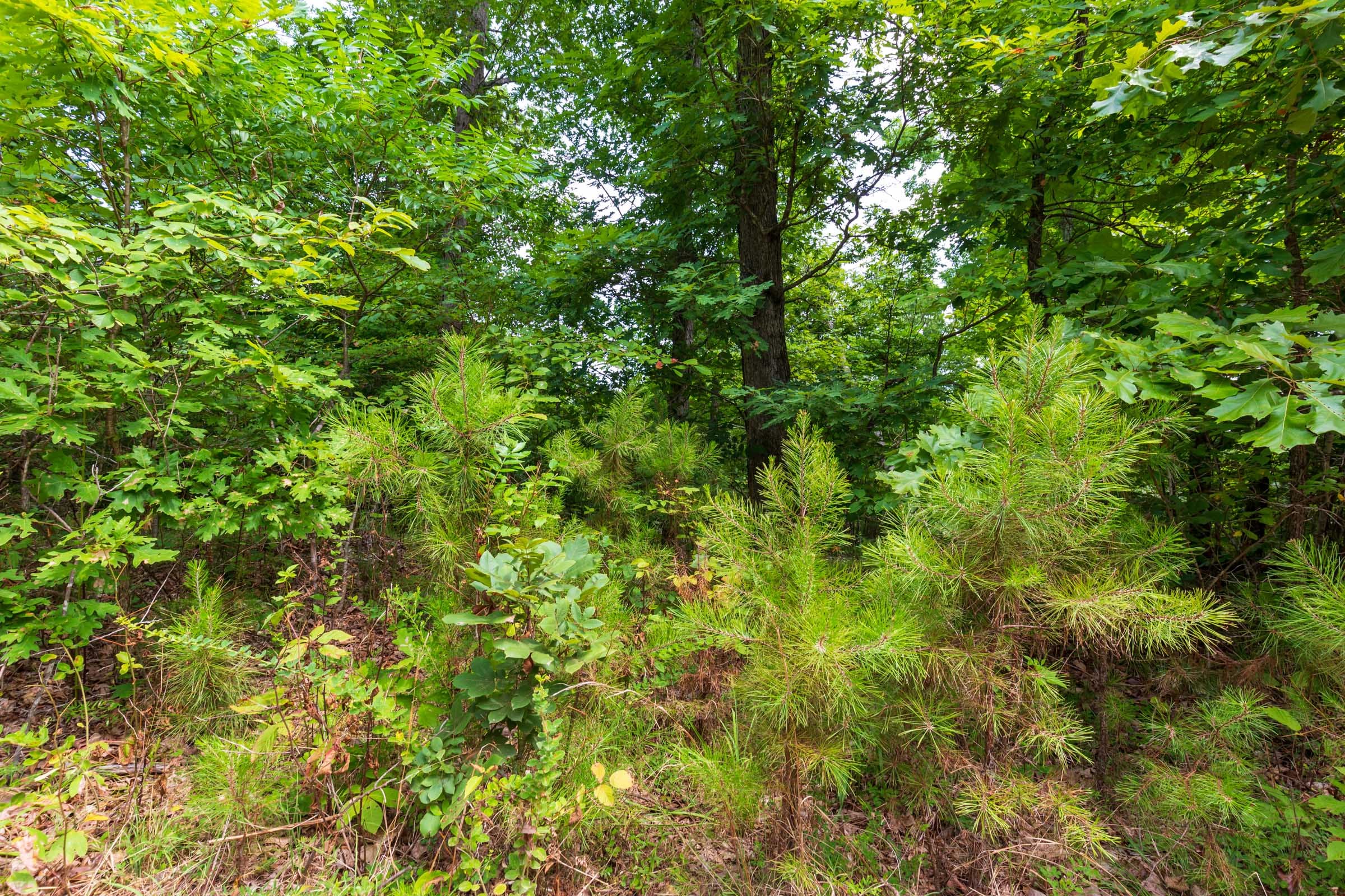 Cypress Ridge Tract 21 photo 2