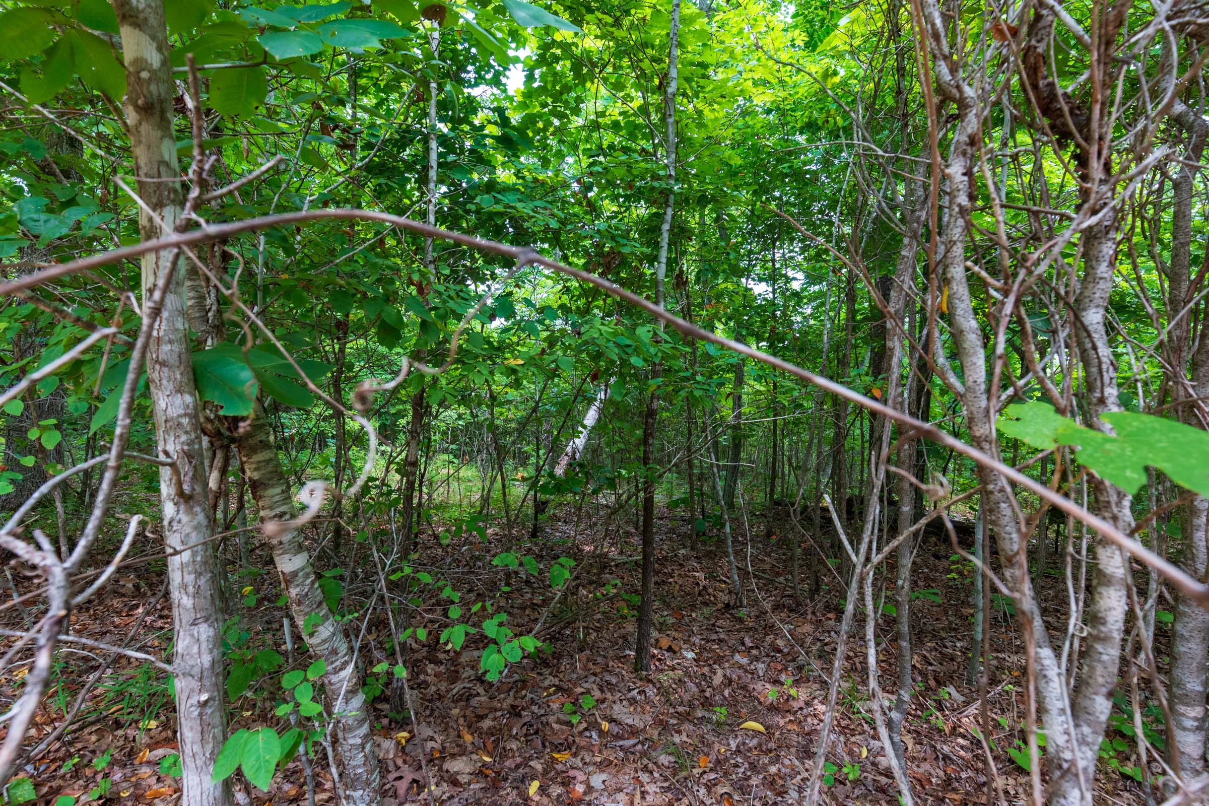 Cypress Ridge Tract 21 photo 3
