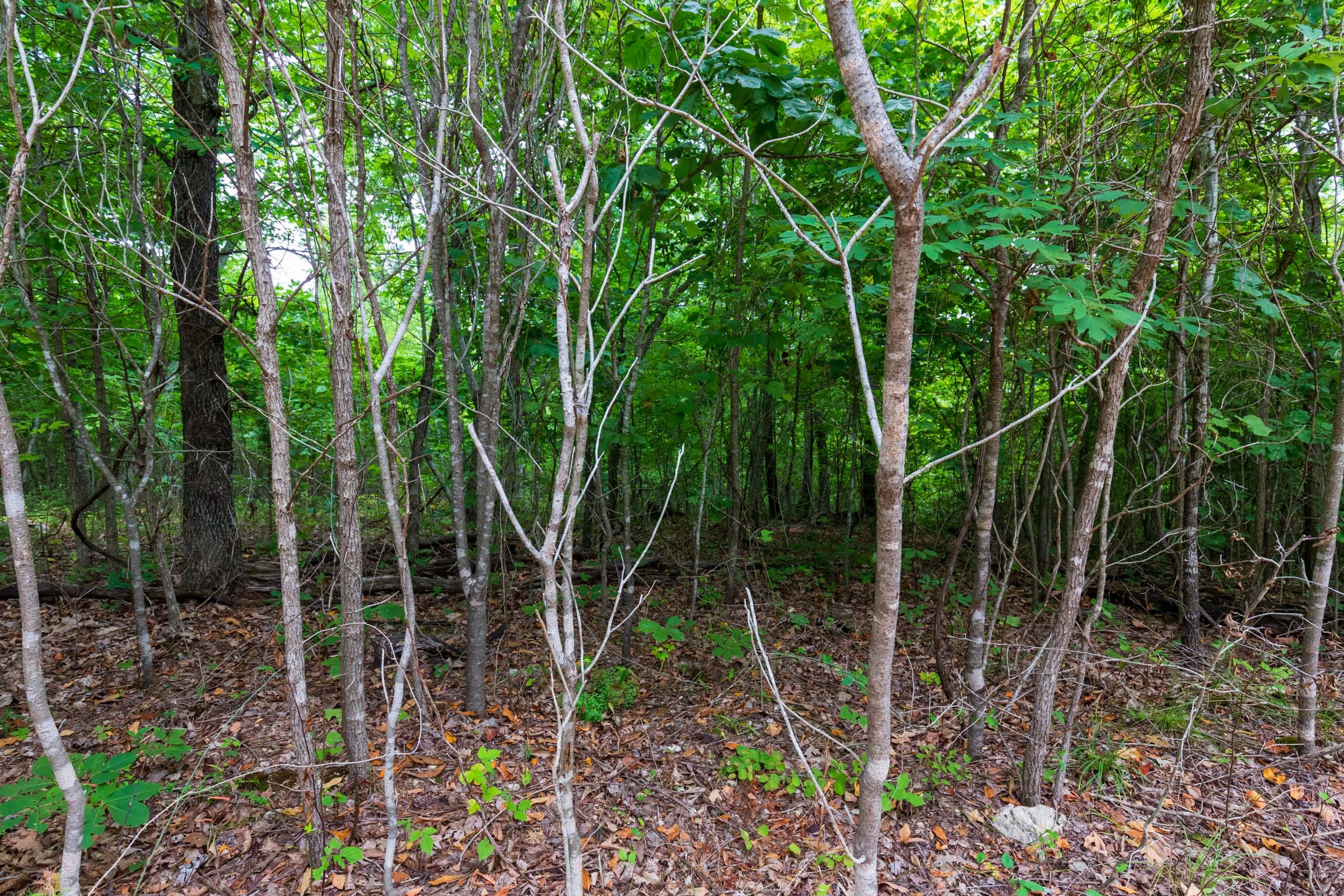 Cypress Ridge Tract 21 photo 4