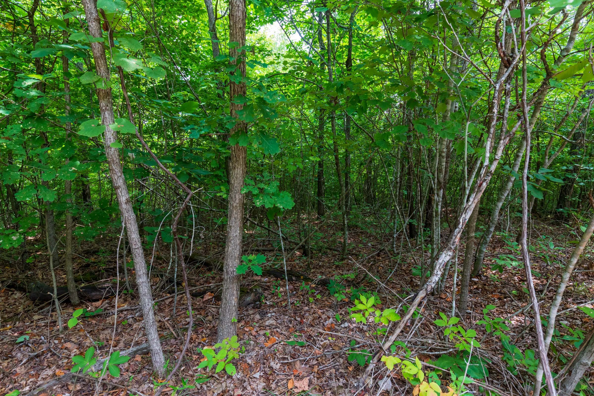 Cypress Ridge Tract 21 photo 5
