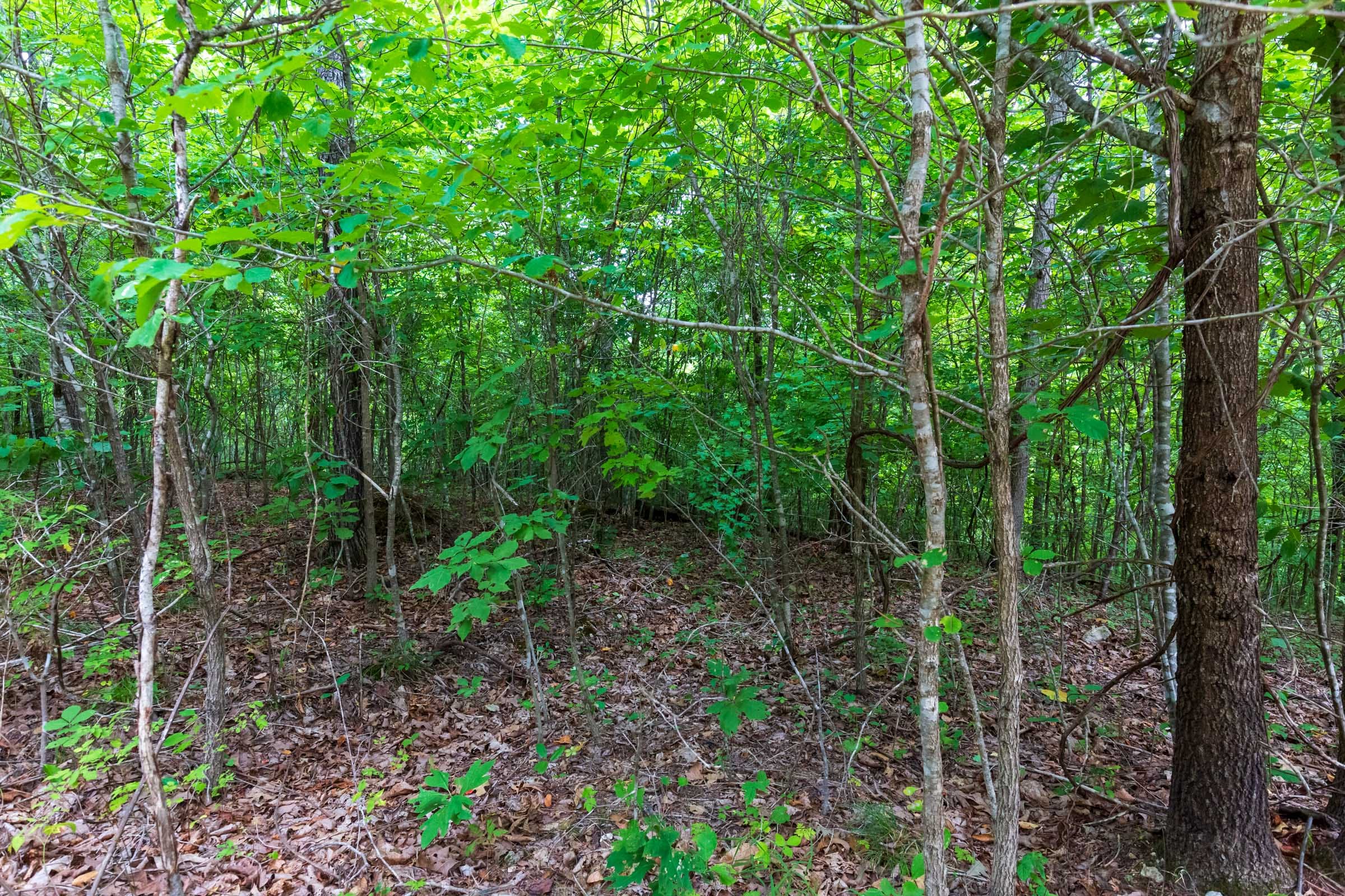 Cypress Ridge Tract 21 photo 6