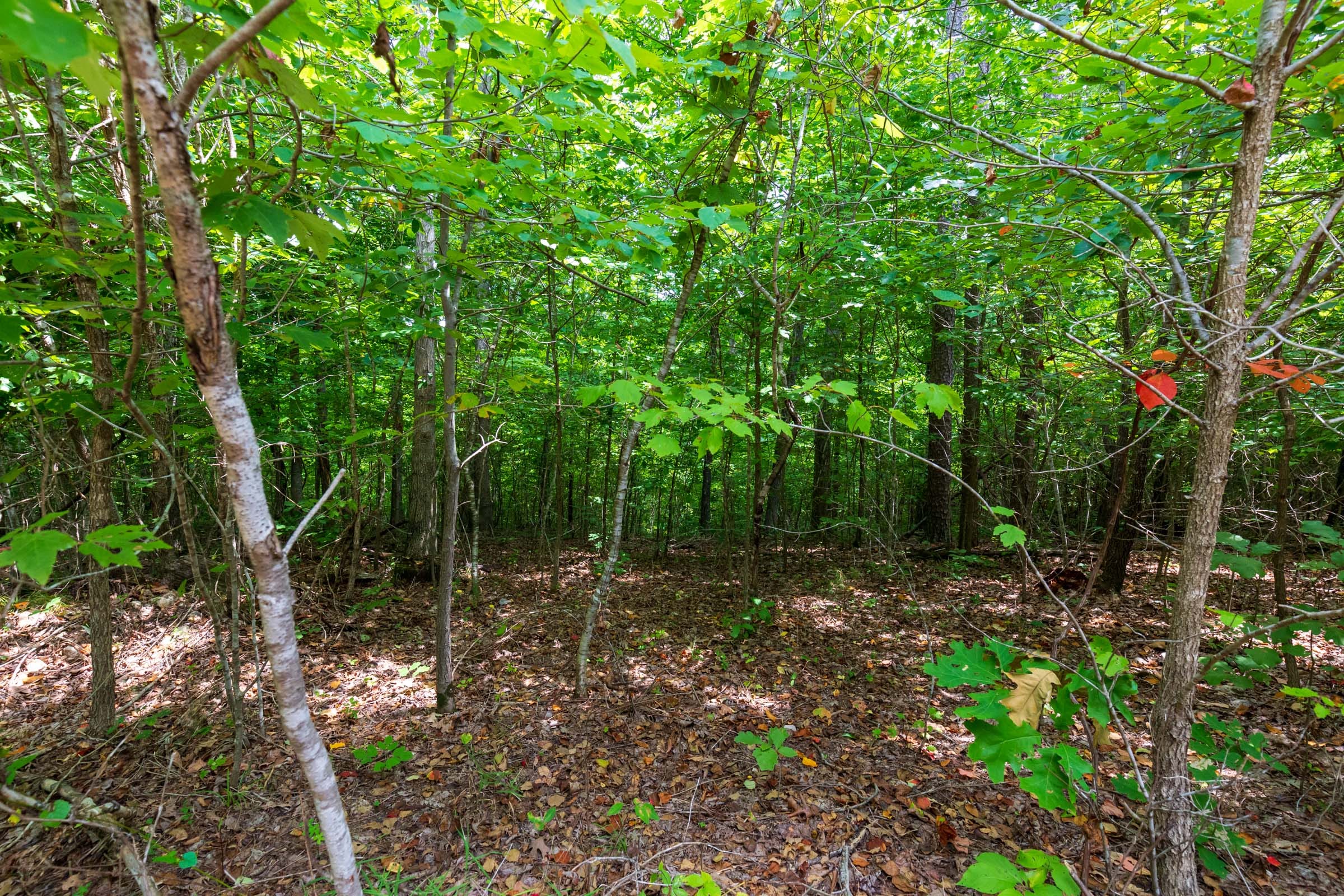 Cypress Ridge Tract 21 photo 7