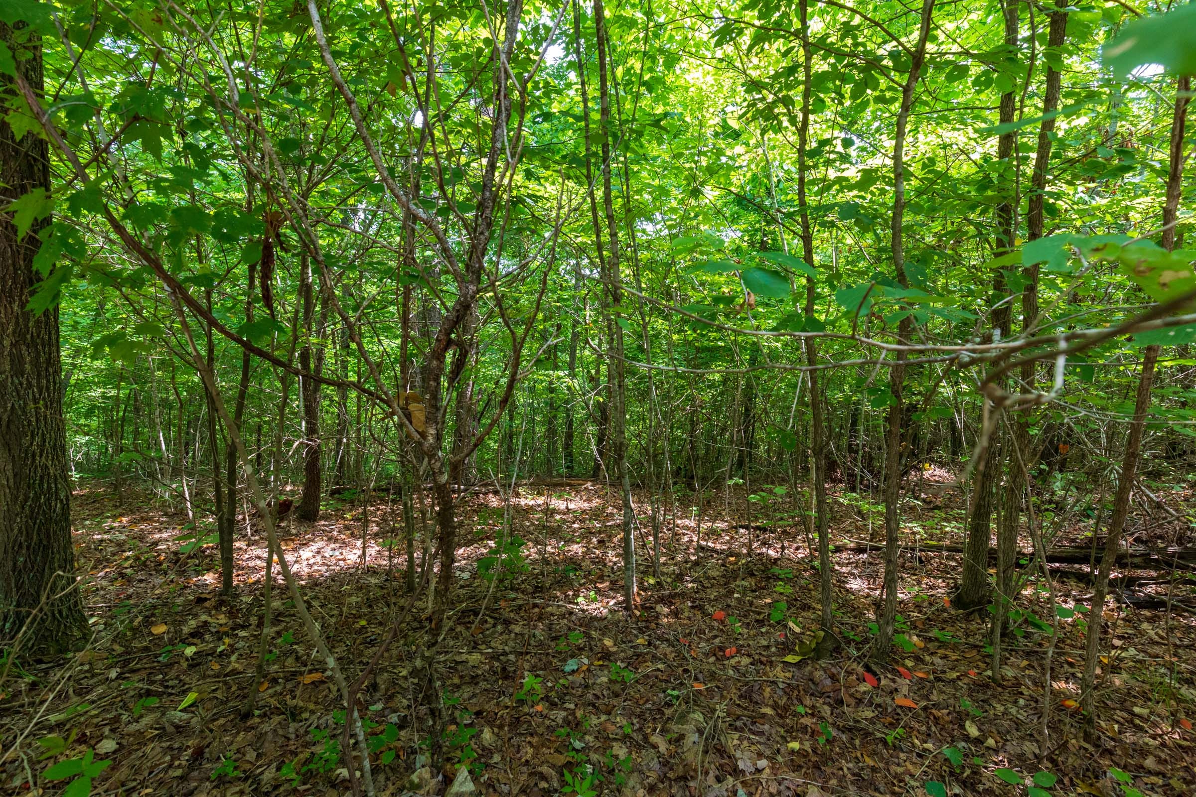 Cypress Ridge Tract 21 photo 9