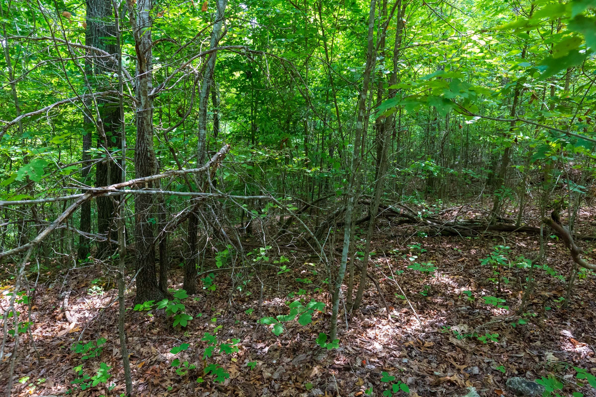 Cypress Ridge Tract 21 photo 10