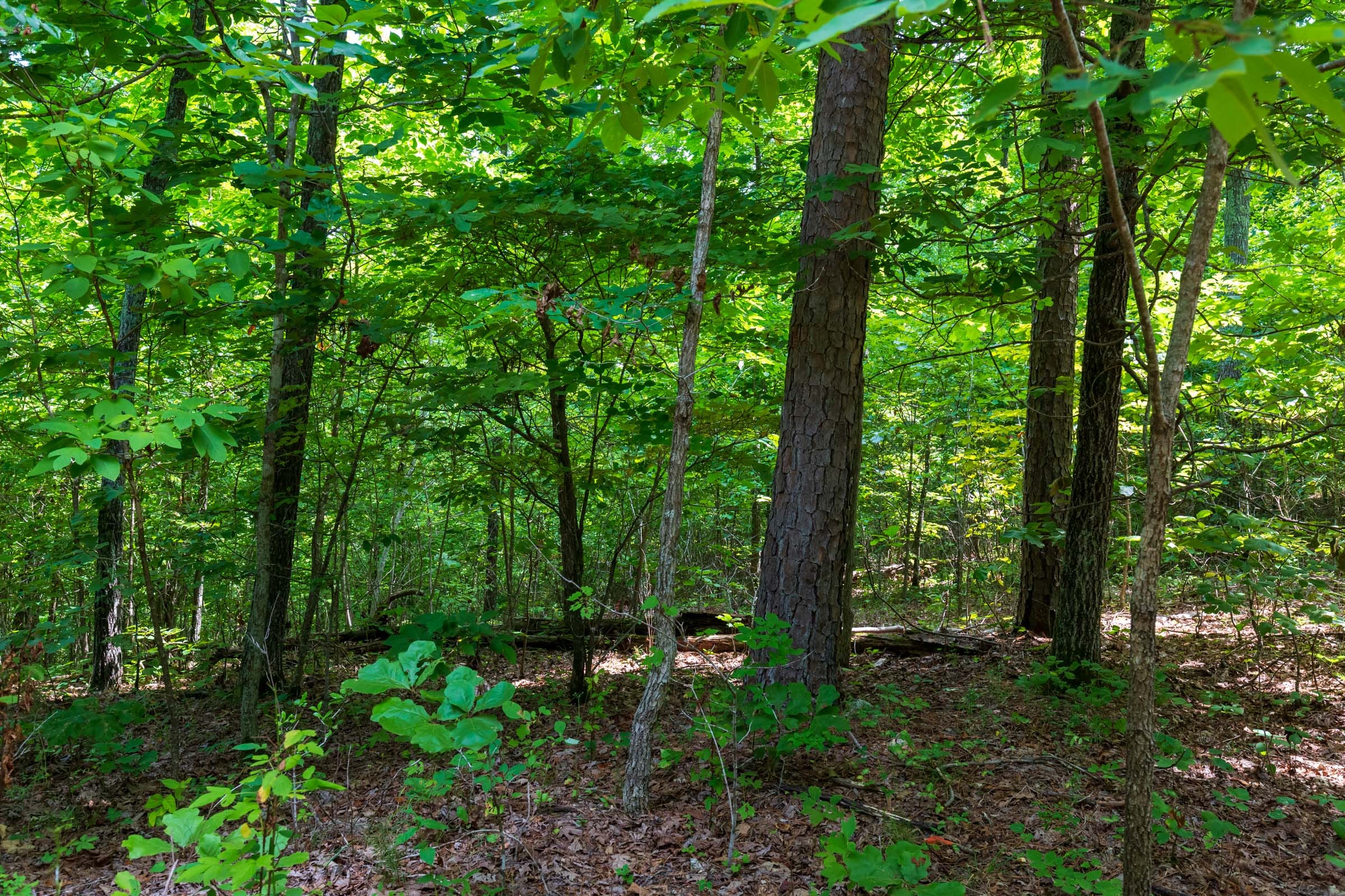 Cypress Ridge Tract 21 photo 11