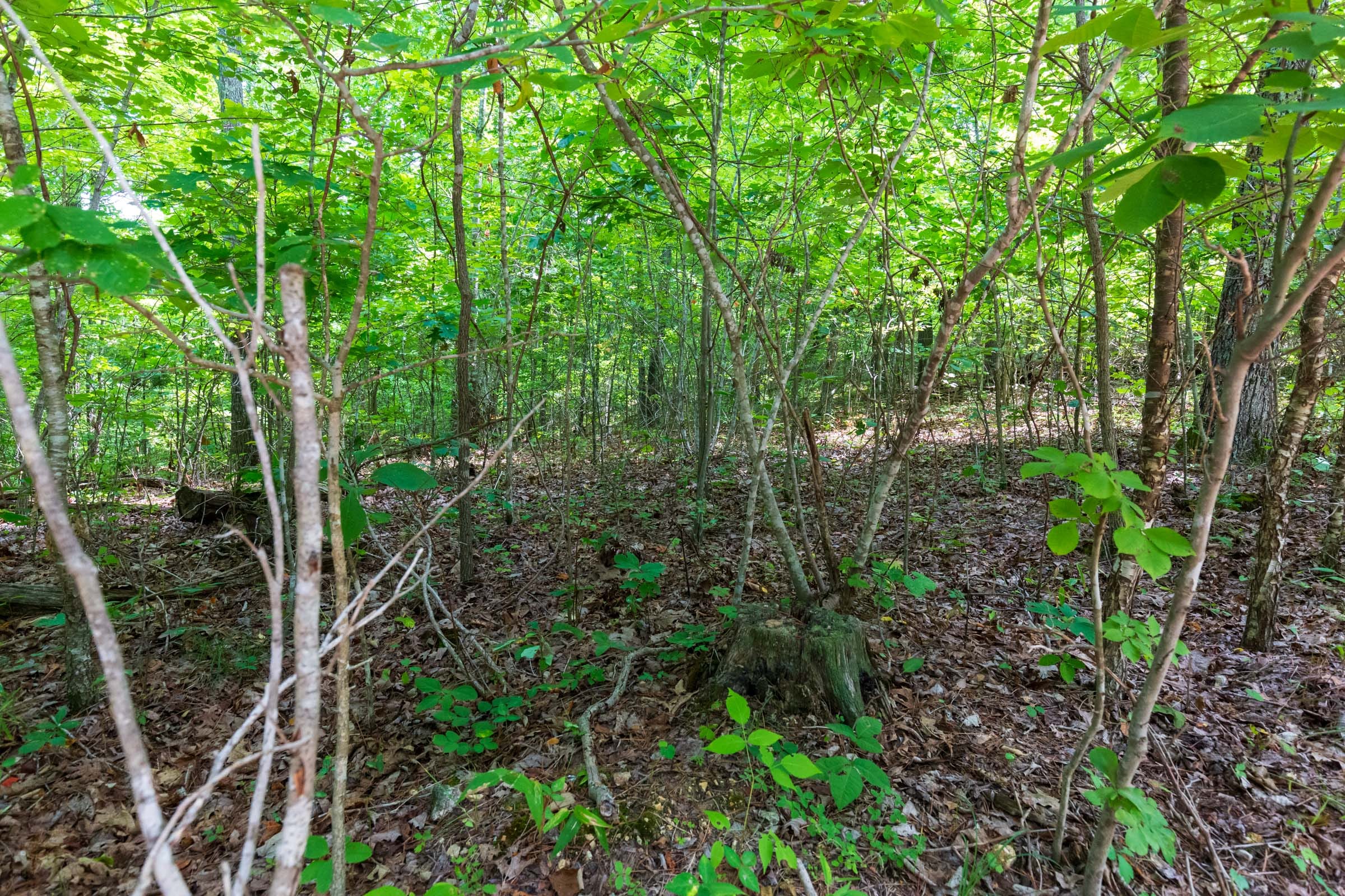 Cypress Ridge Tract 21 photo 12