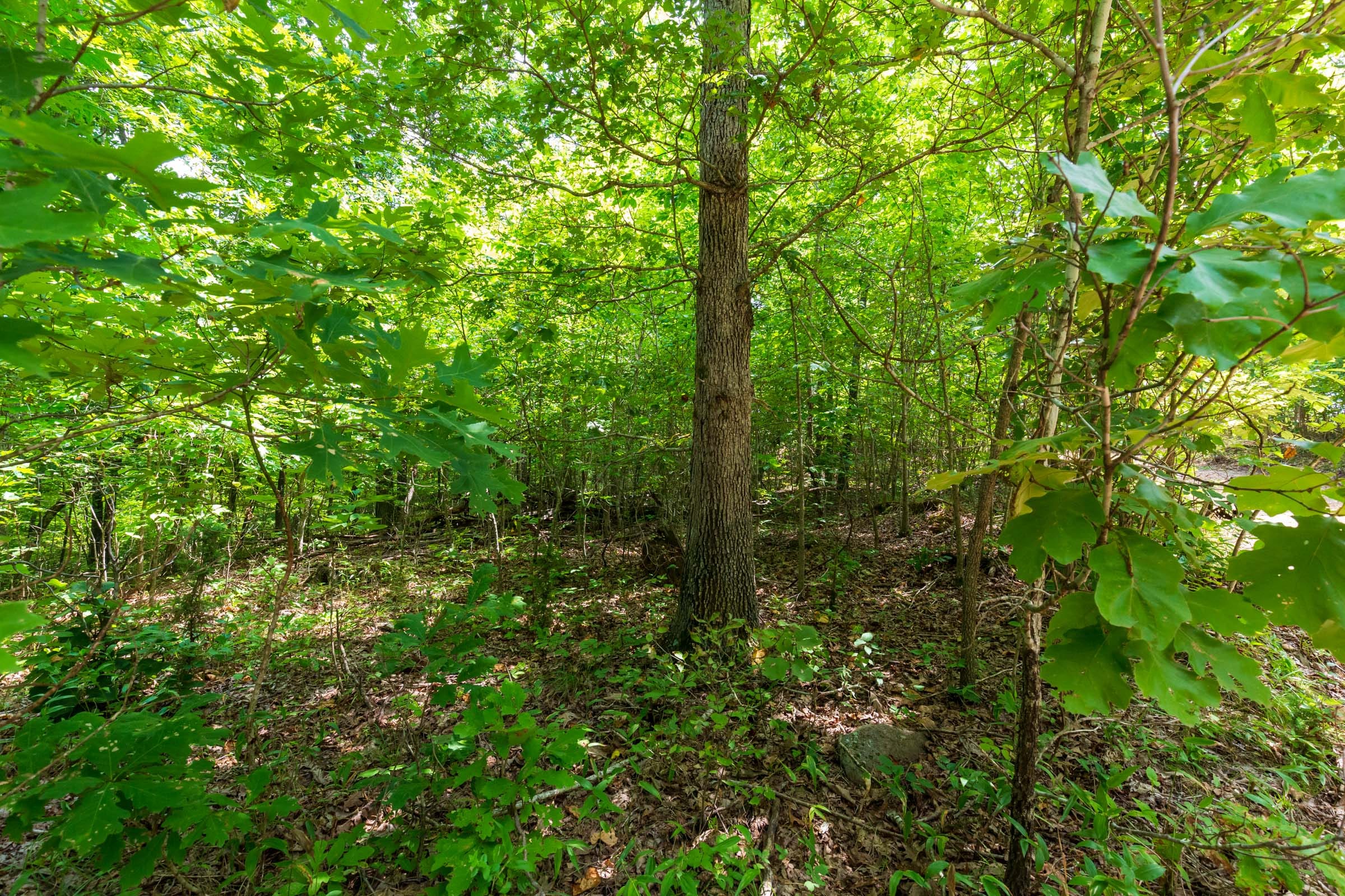 Cypress Ridge Tract 21 photo 13