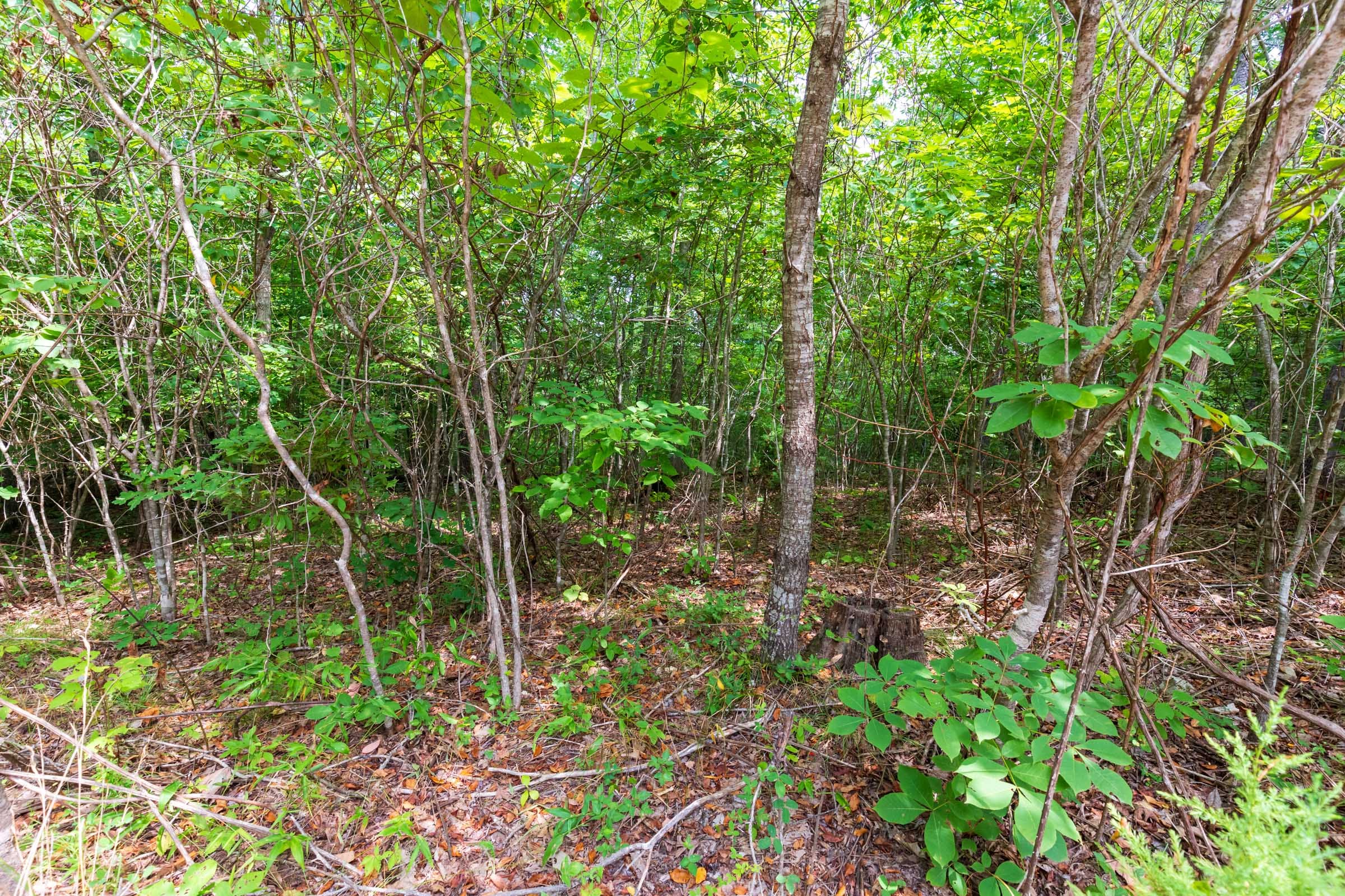 Cypress Ridge Tract 21 photo 15