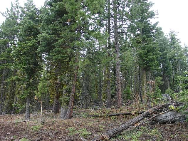 California Pines Tract 10 photo 2