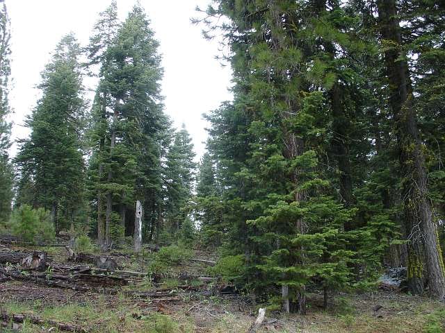 California Pines Tract 10 photo 3