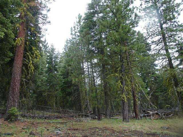California Pines Tract 10 photo 4