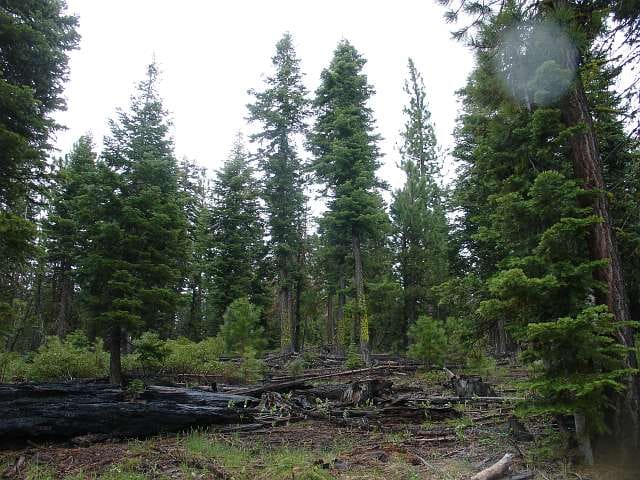 California Pines Tract 10 photo 6