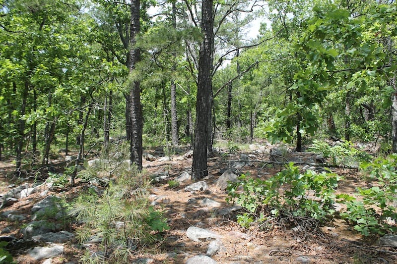 Indian Ridge – Phase II Tract 54 photo 1