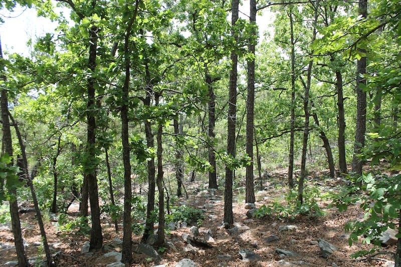 Indian Ridge – Phase II Tract 54 photo 3