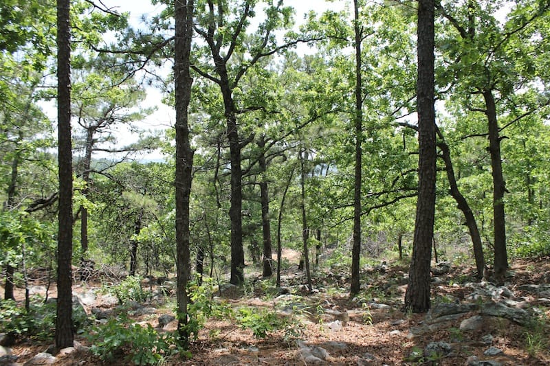 Indian Ridge – Phase II Tract 54 photo 4