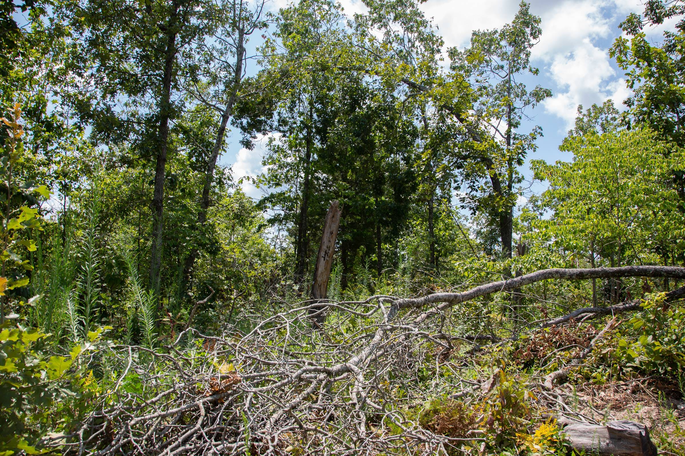 Borgmann’s Hollow Phase I Tract 15 photo 3