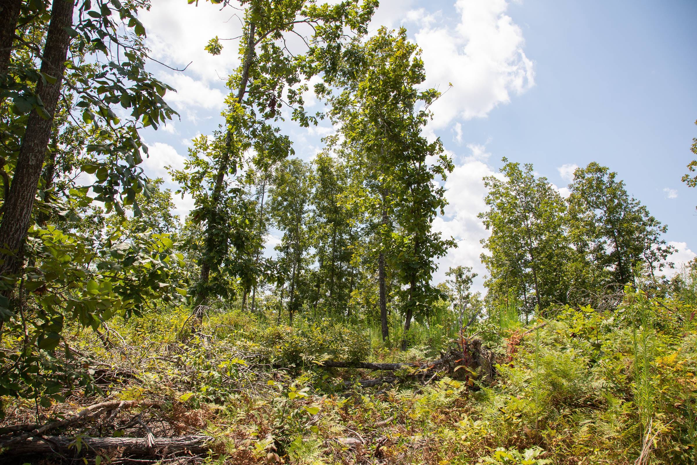 Borgmann’s Hollow Phase I Tract 15 photo 6