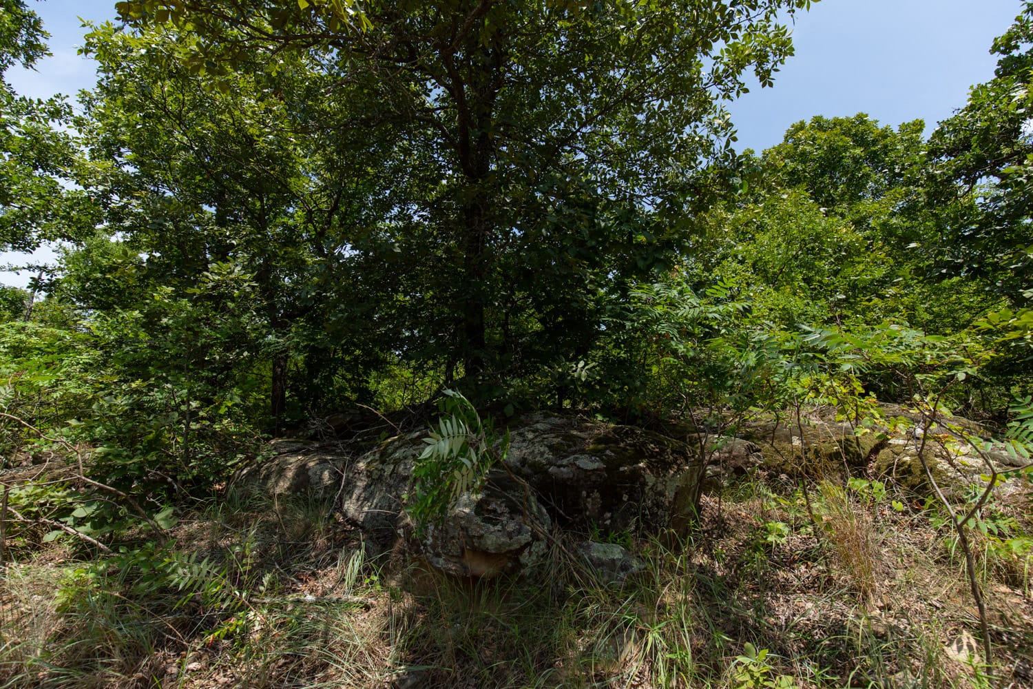 Timber Ridge Tract 50 photo 5