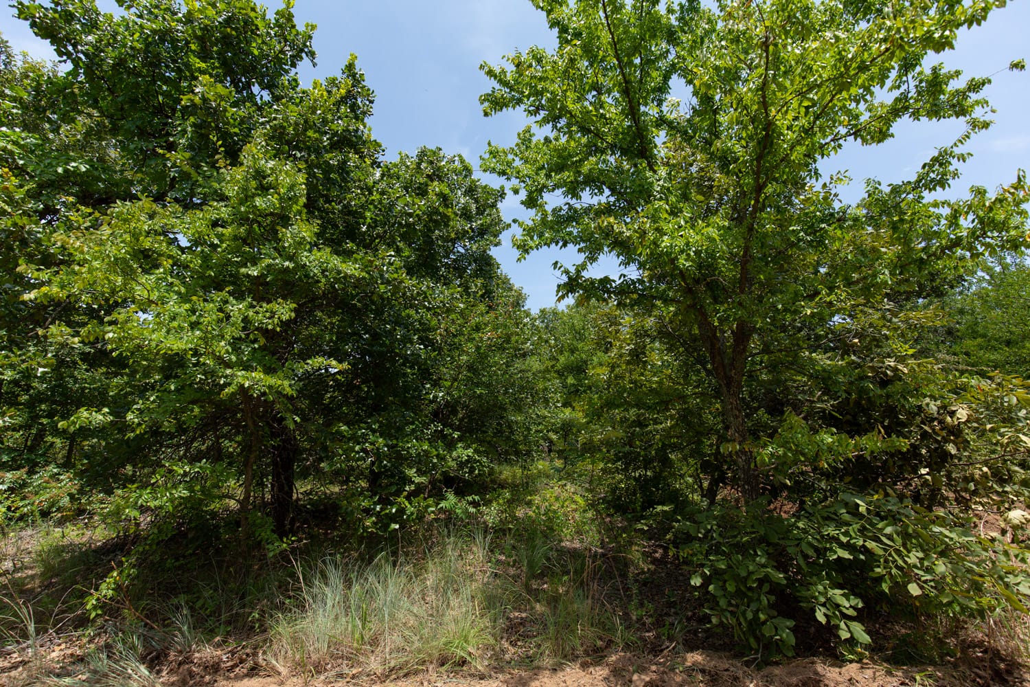 Timber Ridge Tract 50 photo 6