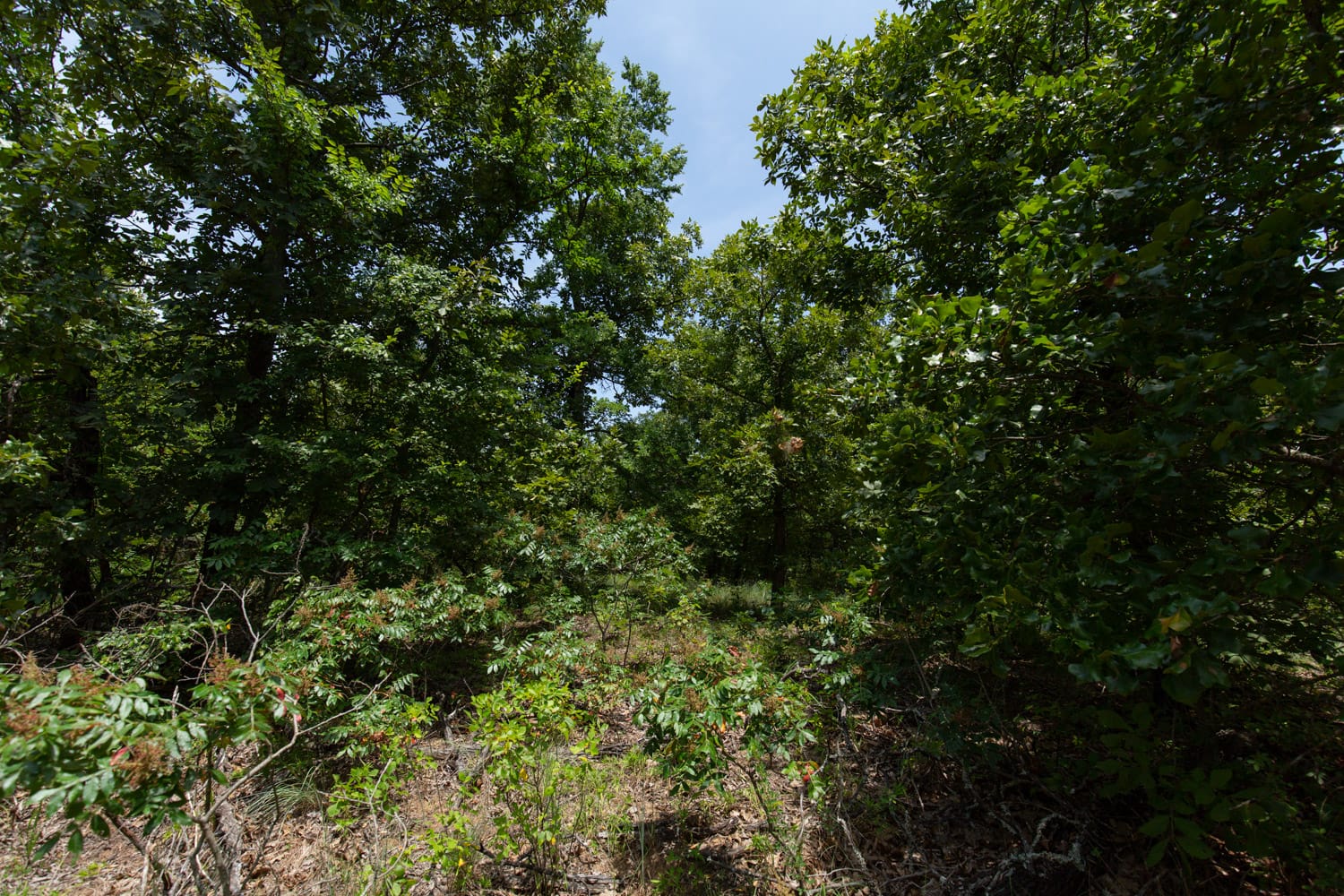 Timber Ridge Tract 50 photo 8
