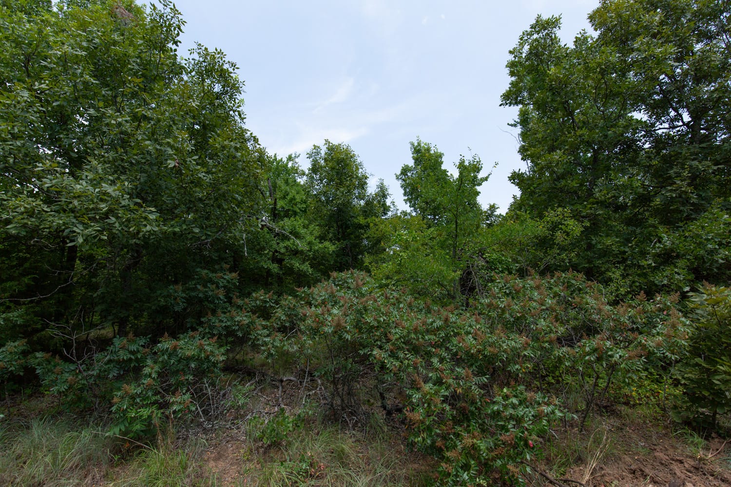 Timber Ridge Tract 50 photo 9