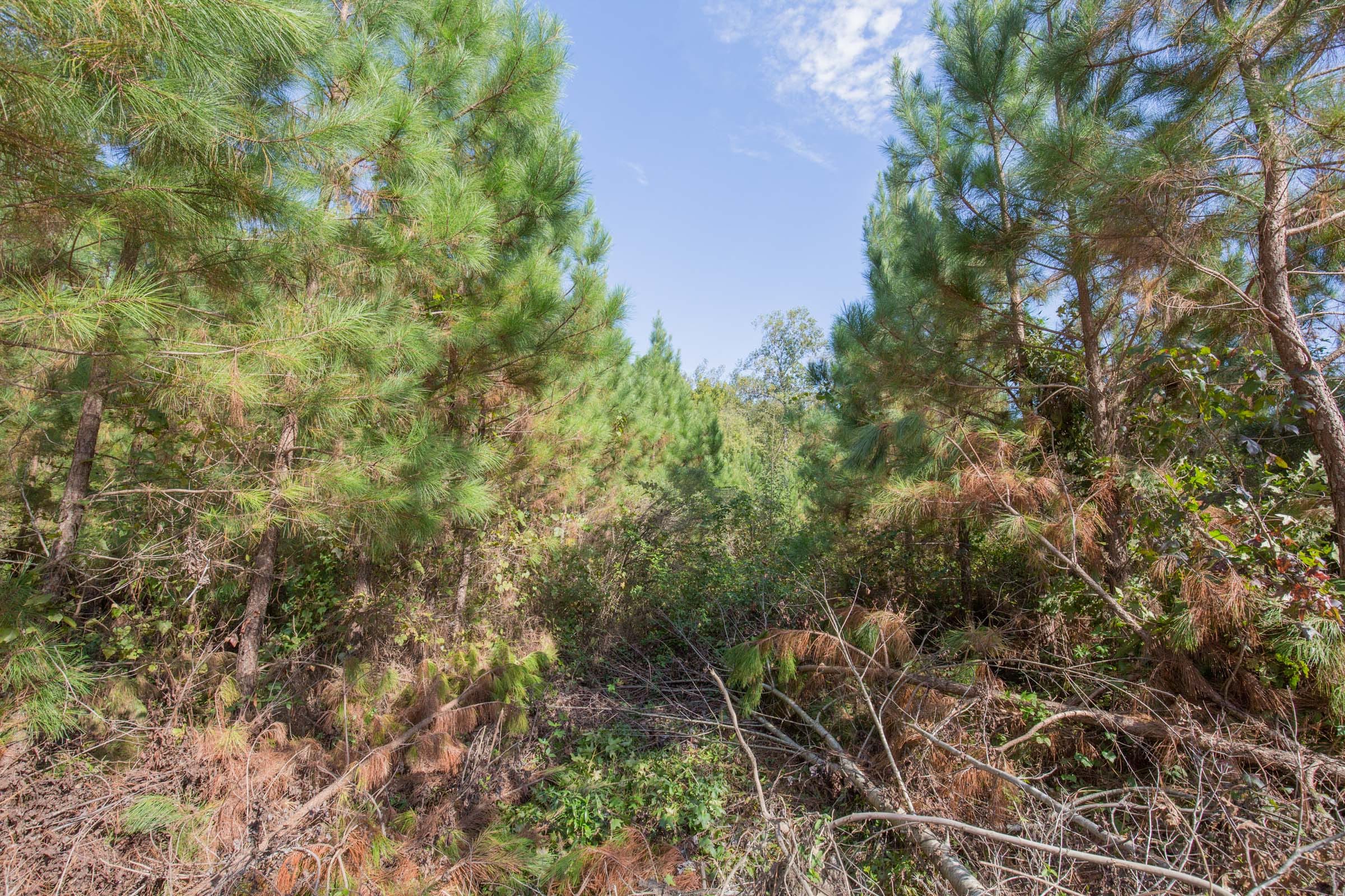 Brentwood Tract 12 photo 2