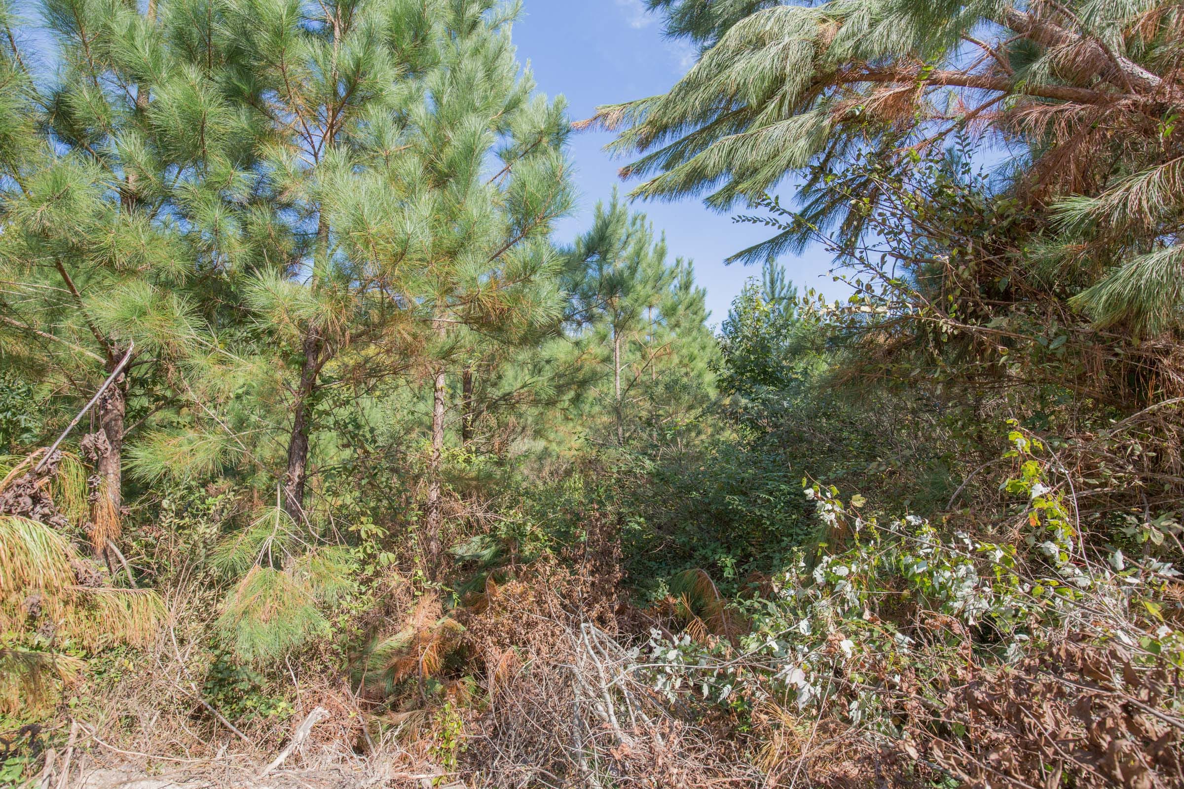 Brentwood Tract 12 photo 3