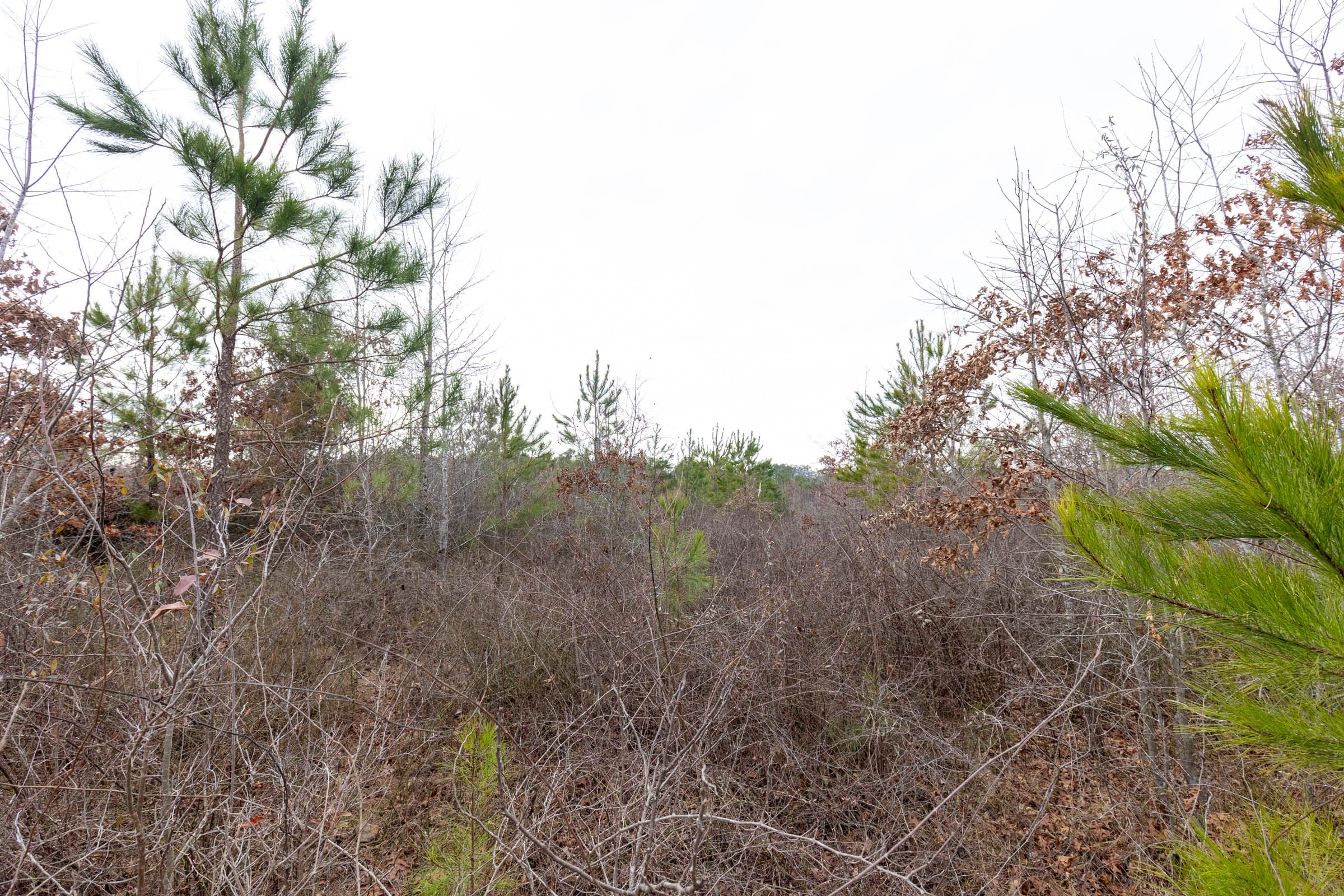 Baker Creek Tract 13 photo 10
