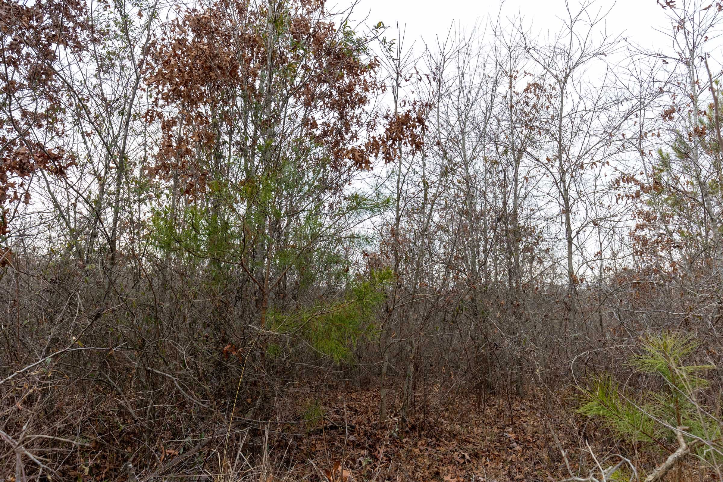 Baker Creek Tract 13 photo 6